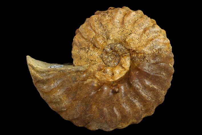 Ammonite (Schloenbachia) Fossil - Kazakhstan #119442